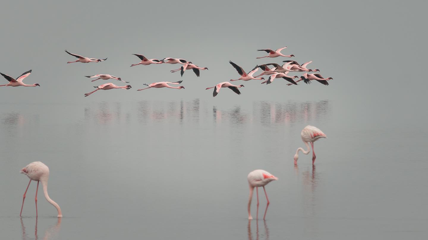 Wildlife of Namibia
